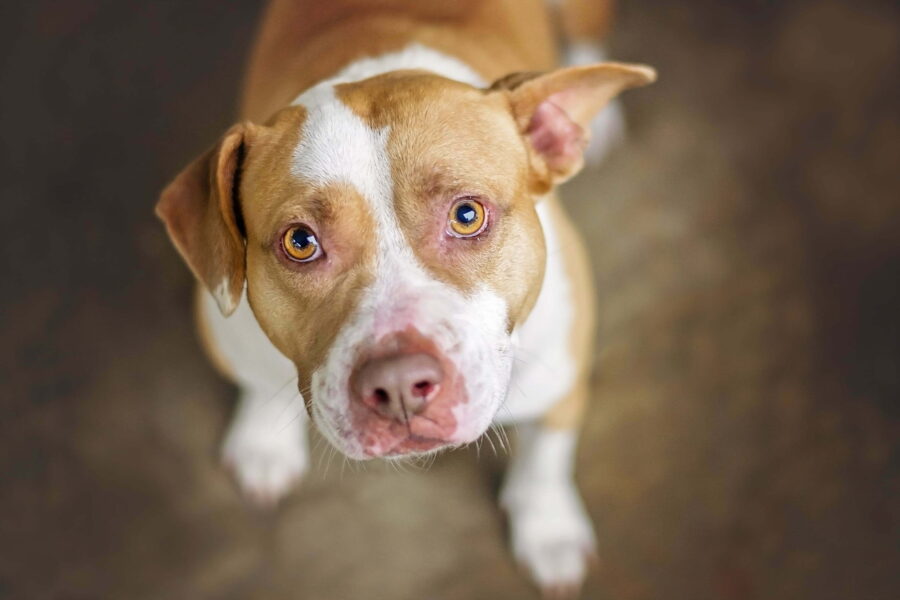 Tan and white pit bull dog in shelter.